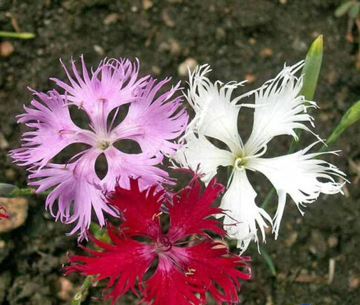 Heirloom Non-GMO Dianthus Superbus Flower Seeds for Fragrant Garden Blooms and Delicate Displays