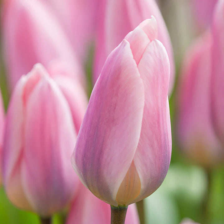 Baby Pink Tulipan Blomsterfrø til udplantning, 100 stk