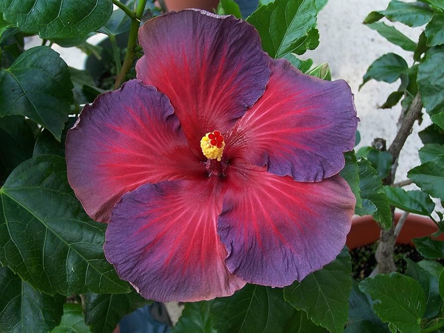 Askrøde Hibiscus Blomsterfrø til udplantning - 100 stk