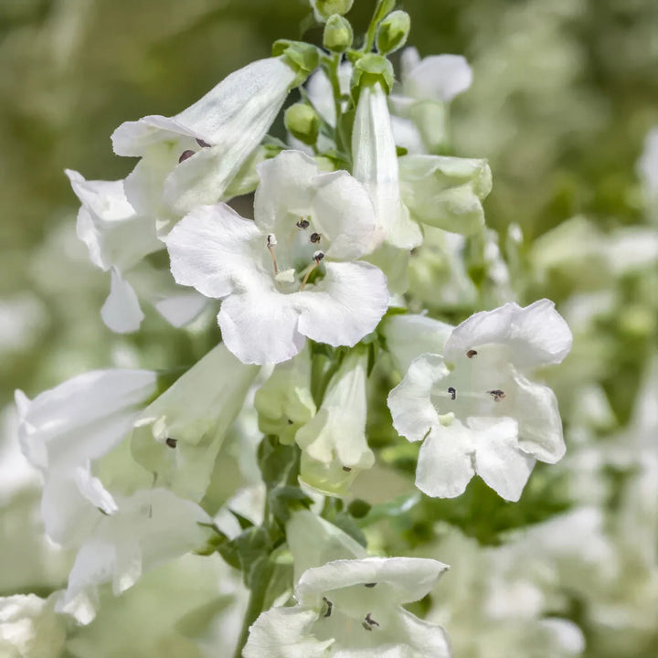 Penstemon White Flower Seeds for Planting – Organic, Heirloom, Non-GMO High Germination Organic Garden Seeds