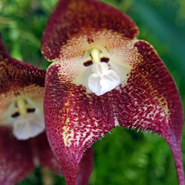 Heirloom Non-GMO Chocolate Monkey Orchid Flower Seeds – Rare Fragrant Blooms for Garden Planting