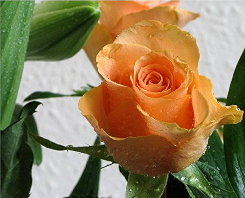 Light Orange Rose Seeds for Planting - 100 pcs