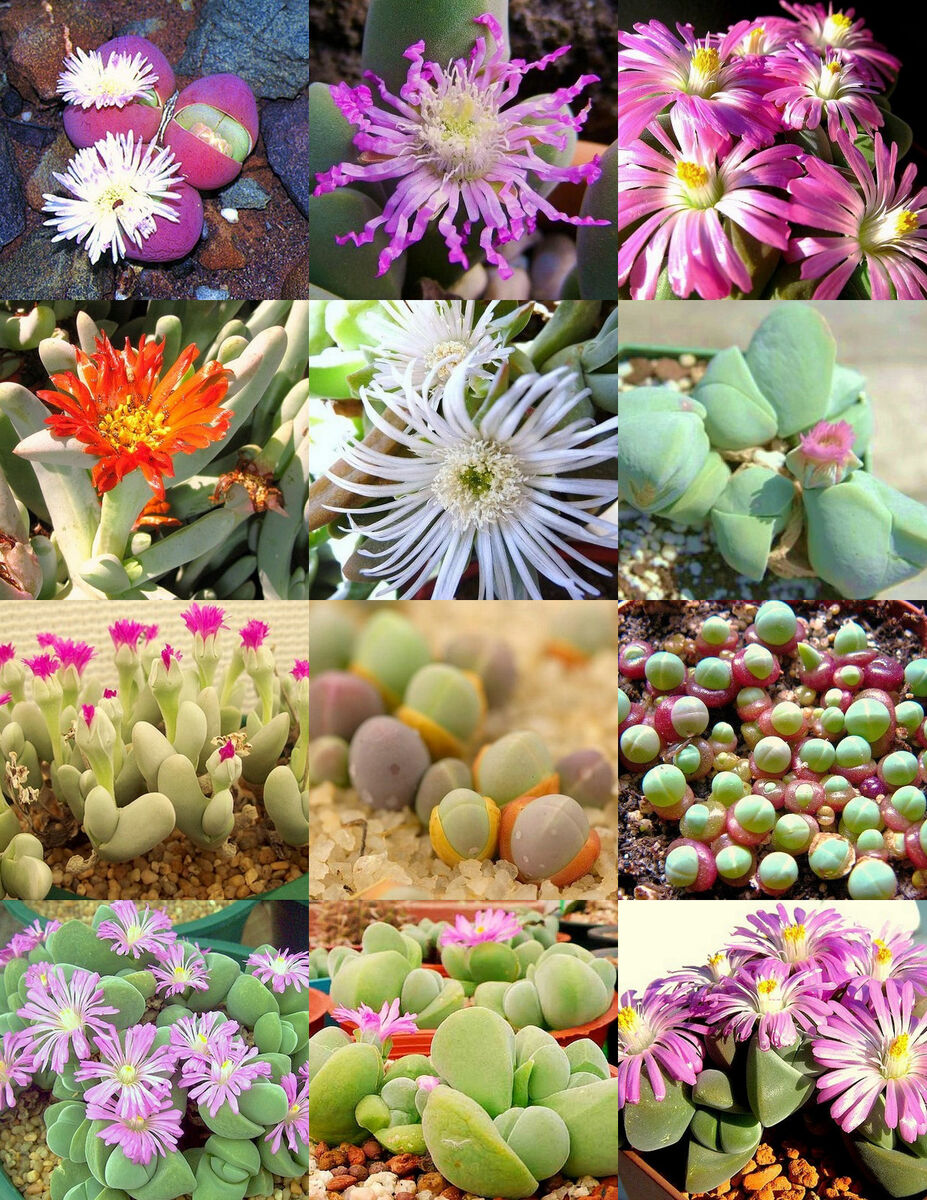 Mixed Gibbaeum Plant Seeds for Planting - 100 pcs