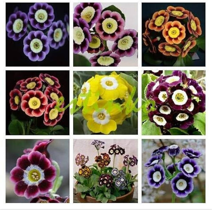 Mixed Auricula Flower Seeds for Planting - 100 pcs