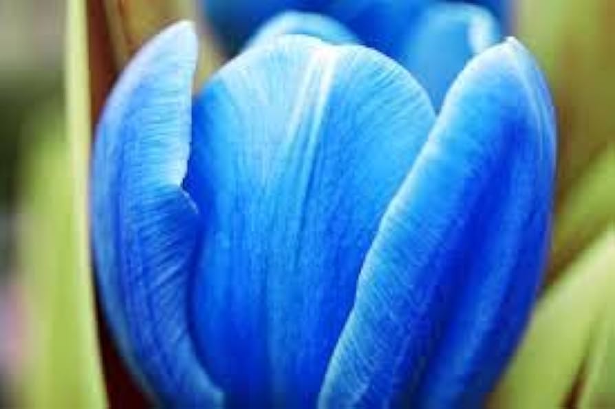 Tulip Blue Flower Seeds for Planting - 100 pcs