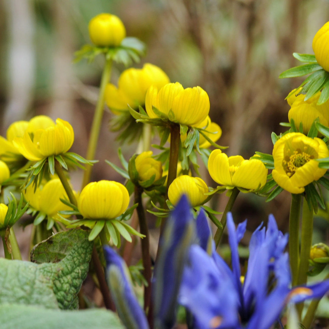 Yellow Aconite Flower Seeds for Planting, Bright Blooms, 100 pcs