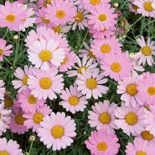 Pink Gul Leucanthemum frø til udplantning - 100 stk