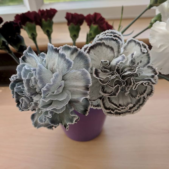 Organic Gray Carnation Flower Seeds for Planting – Heirloom, Non-GMO