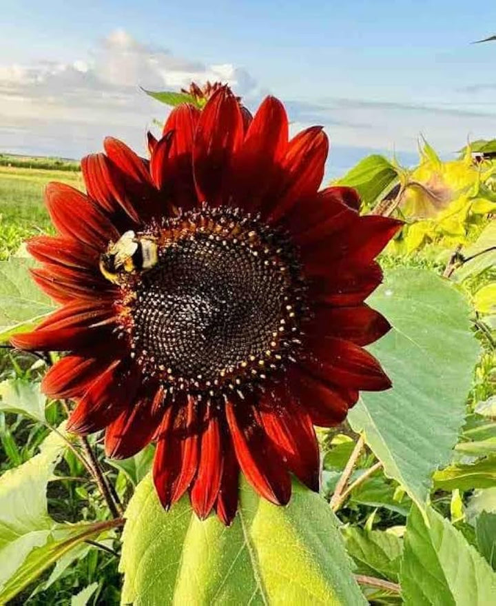 Red Sunflower Seeds for Planting, 100 pcs