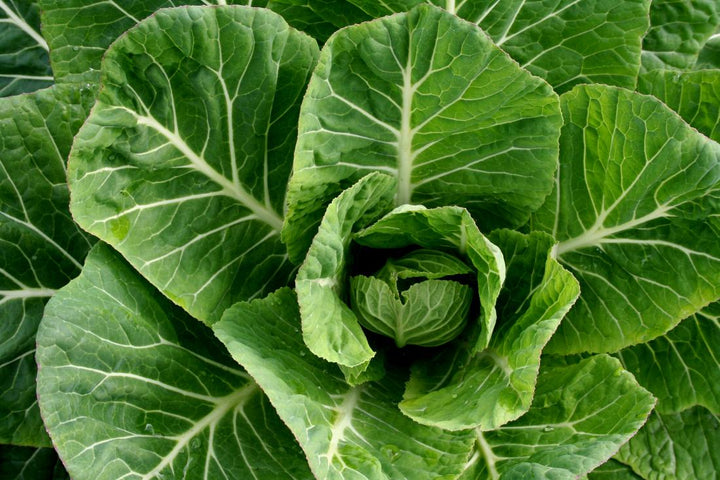 Green Collard Greens Plant Seeds for Planting 100 pcs