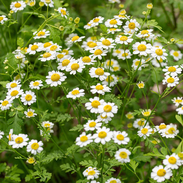 medicinal flower seeds Feverfew Flower Seeds – Heirloom Non-GMO Medicinal Herb Seeds for Poll – Neeraseeds
