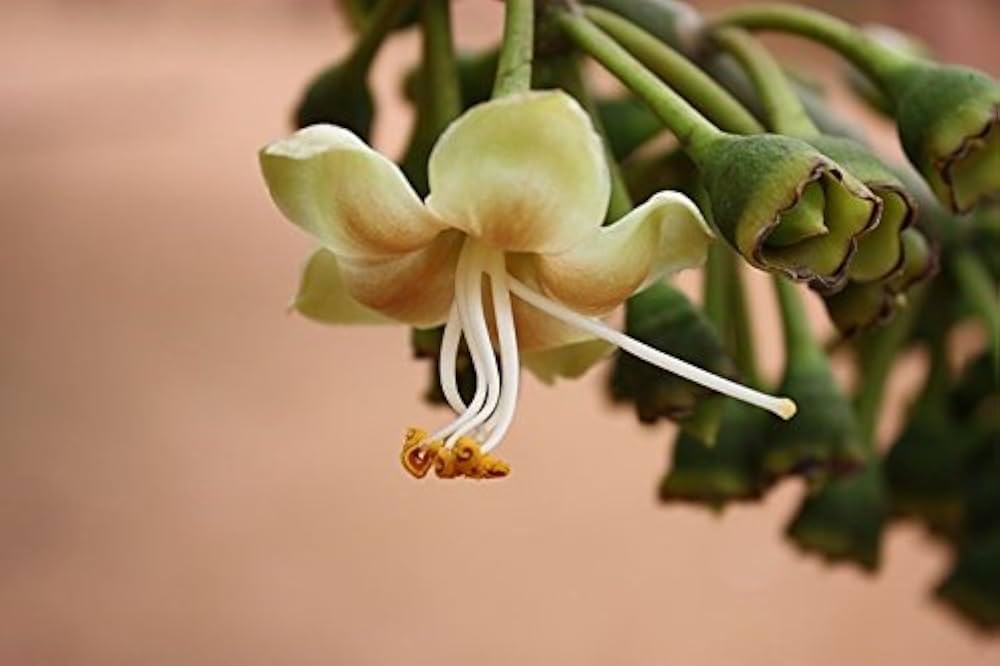 Pentandra blomsterfrø til plantning - 100 stk