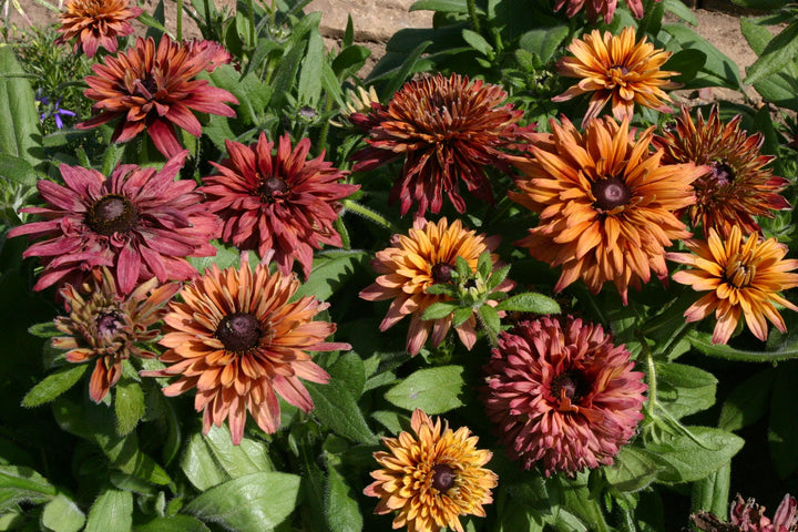 Rudbeckia Sahara frø til plantning - 100 stk