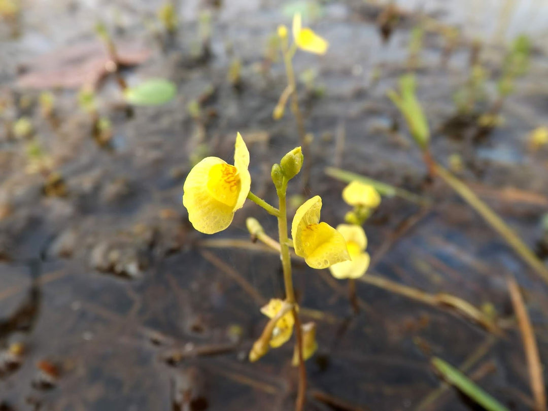 Yellow Utricularia Flower Seeds for Planting - 100 pcs