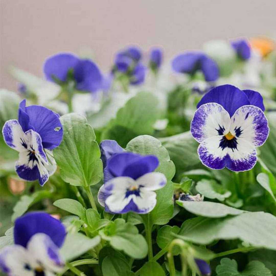 Purple White  Viola Flower Seeds for Planting 100 pcs