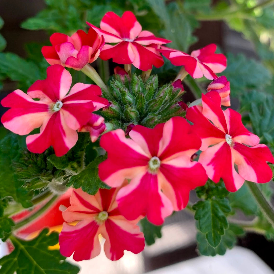 Stripe Verbena Flower Seeds for Planting - 100 pcs