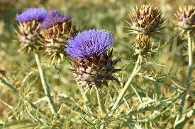 Violet Cardunculus Blomsterfrø til udplantning 100 stk