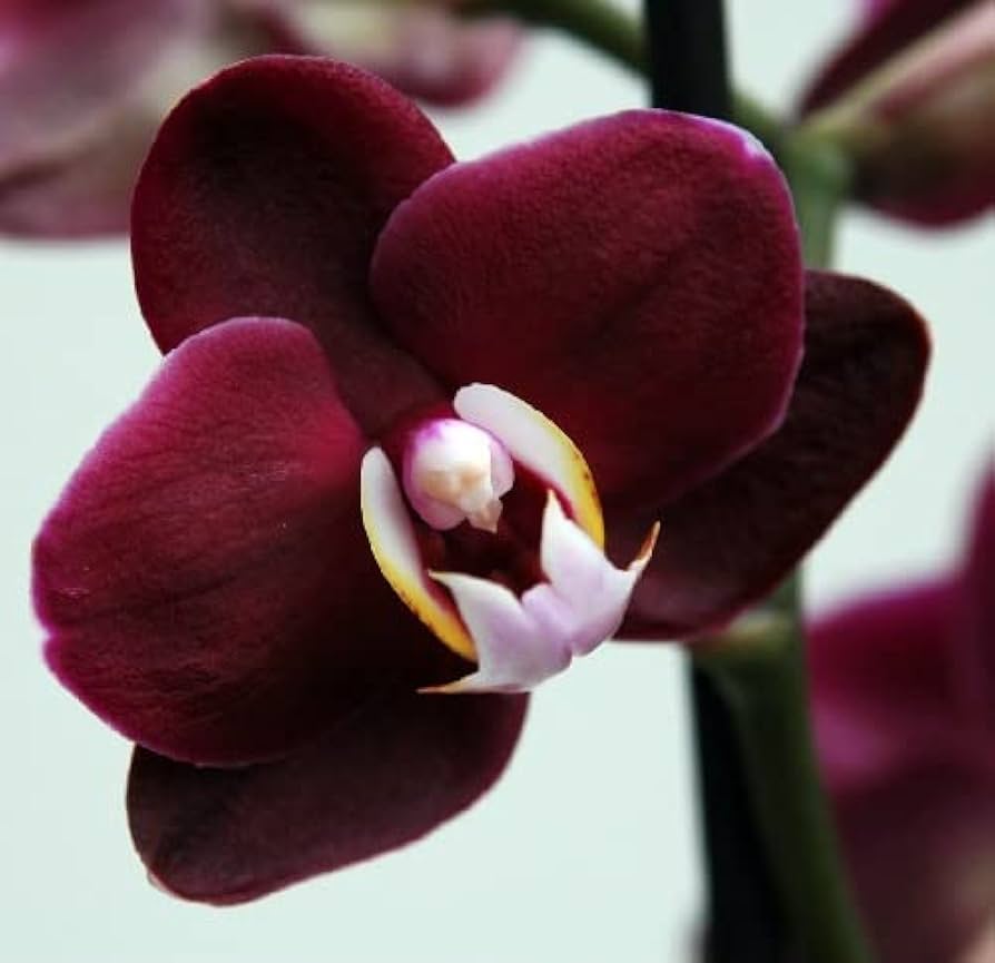 Maroon Butterfly Orchids Flower Seeds for Planting - 100 pcs