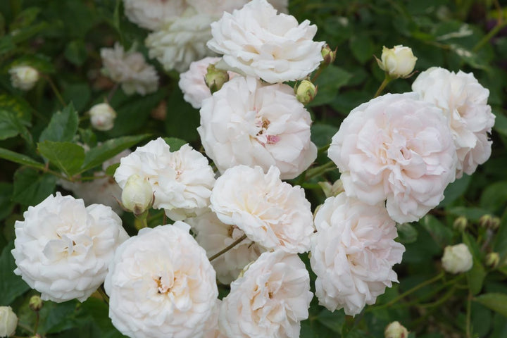 Heirloom Non-GMO Polyantha Rose Flower Seeds for Garden Planting – Elegant Blooms