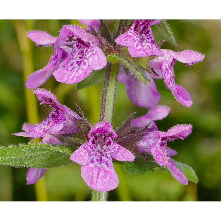 Marsh Woundwort Purple Flower Seeds – Organic, Heirloom, Non-GMO Seeds for Planting