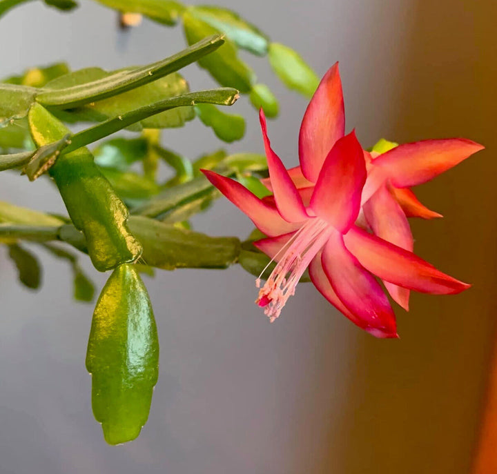 Red Schlumbergera Flower Seeds for Planting – Heirloom Non-GMO Christmas Cactus Seeds