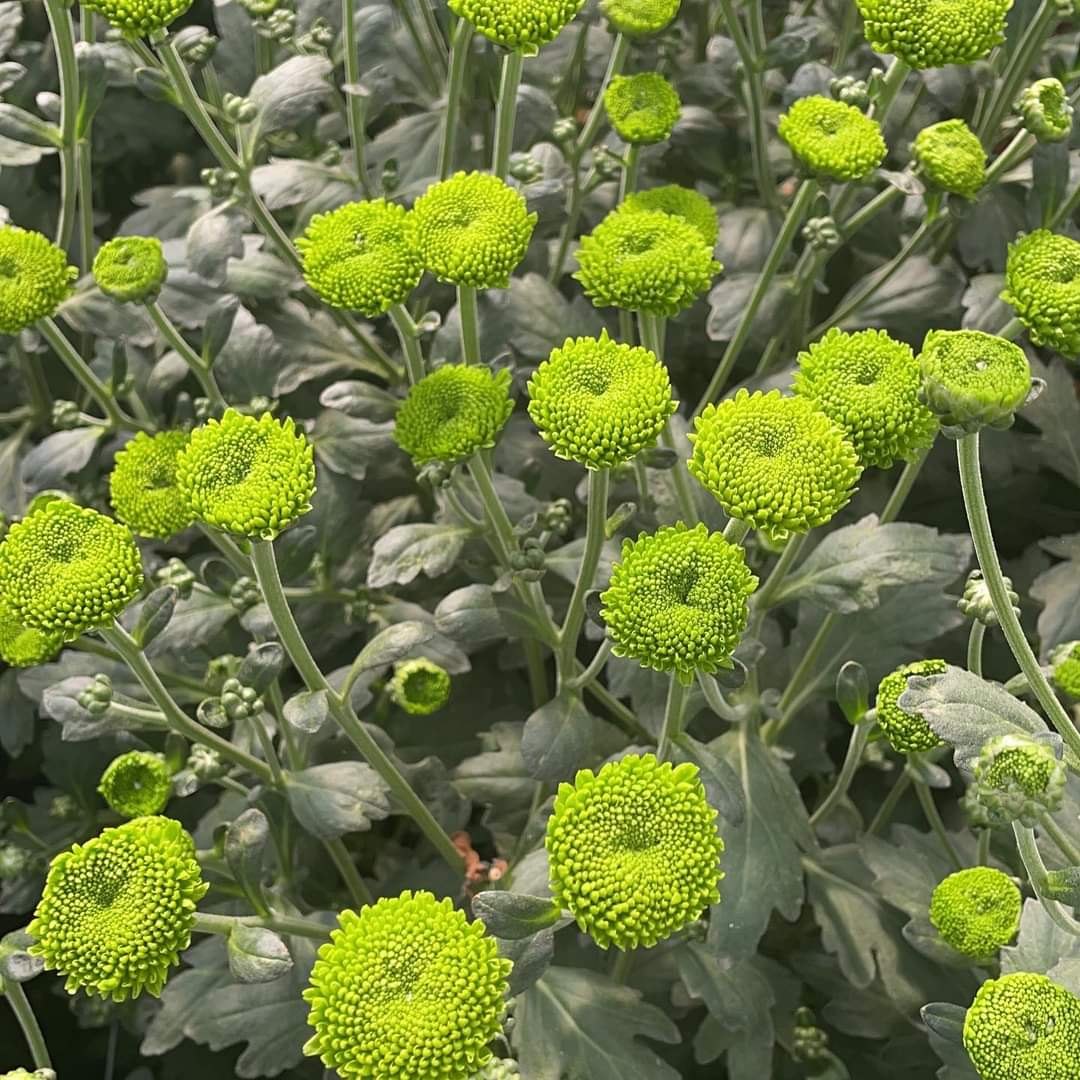 Green Chrysanthemum Flower Seeds for Planting - 100 pcs