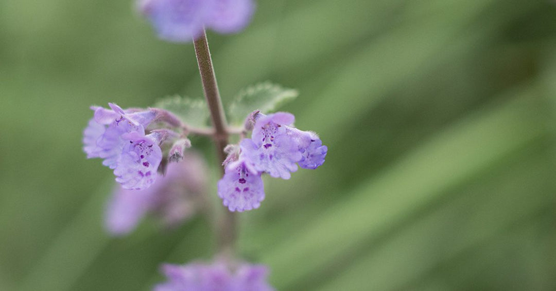 Violet Catmint Blomsterfrø til udplantning - 100 stk