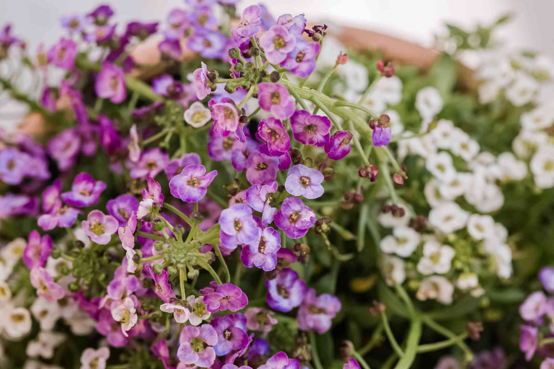 Alyssum flerårige blomsterfrø til plantning, arvestykke, ikke-GMO, 100 stk.