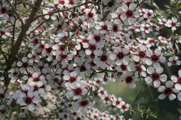 Manuka blomsterfrø til plantning - 100 stk