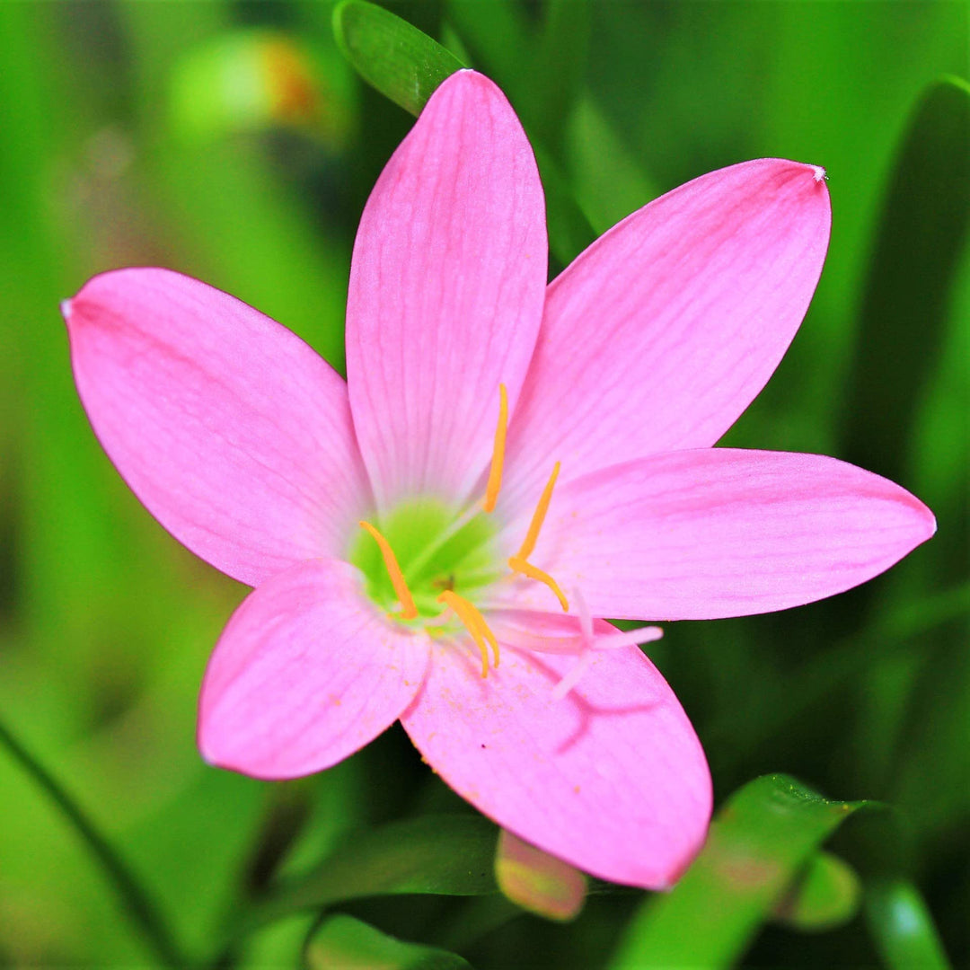 Heirloom Non-GMO Pink Habranthus Robustus Flower Seeds for Garden Planting – Rain Lily Variety