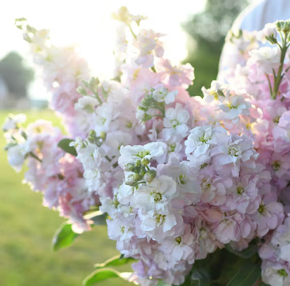 Light Pink Matthiola Flower Seeds – Heirloom Non-GMO Seeds for Planting | Fragrant High Germination Garden Seeds