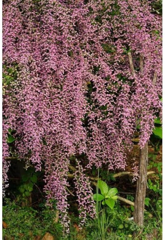 Shower Orchid or Wooly Congea or Congea Tomentosa Plant Seeds for Planting - 100 pcs