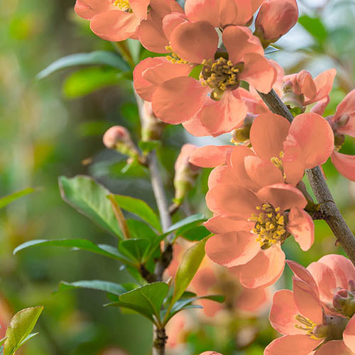 Orange Chaenomeles blomsterfrø til plantning - 100 stk