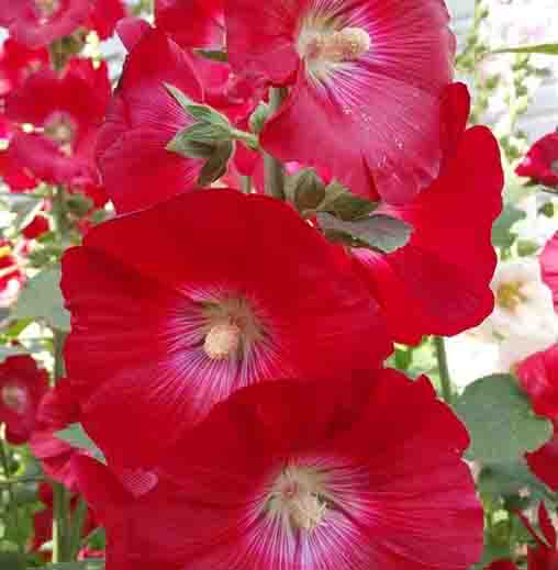 Red Hollyhock Alcea Flower Seeds for Planting - 100 pcs