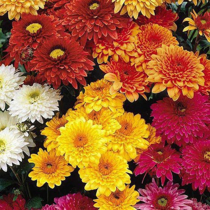 Chrysanthemum Flower Seeds Mixed Colors for Planting 100 pcs