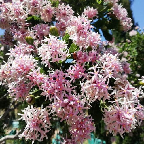 Dais Cotinifolia Flower Seeds for Planting, Heirloom, Non-GMO