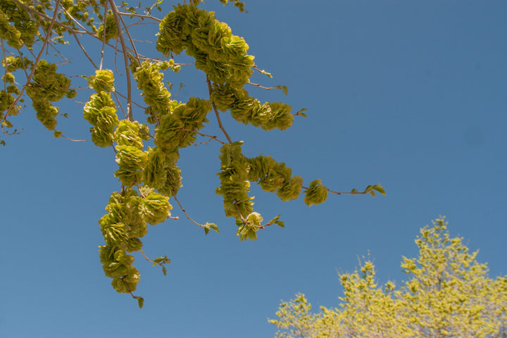 Dark Green Elm Plant Seeds for Planting - 100 pcs