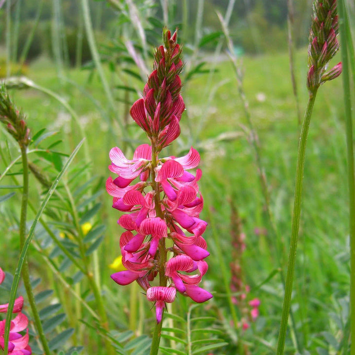 Heirloom Sainfoin Flower Seeds for Planting - 100 pcs