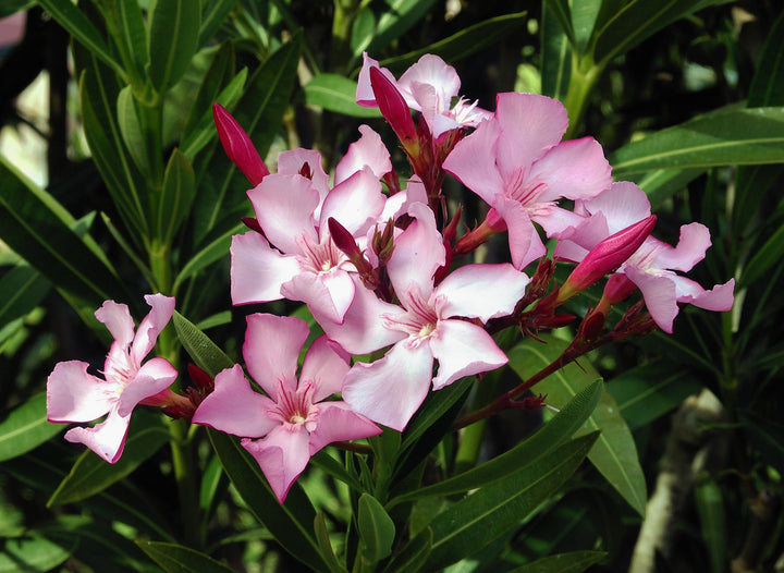 heirloom nerium flower seeds