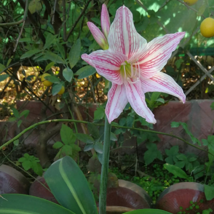 White Pink Hippeastrum Rutilum Flower Seeds for Planting, 100 pcs