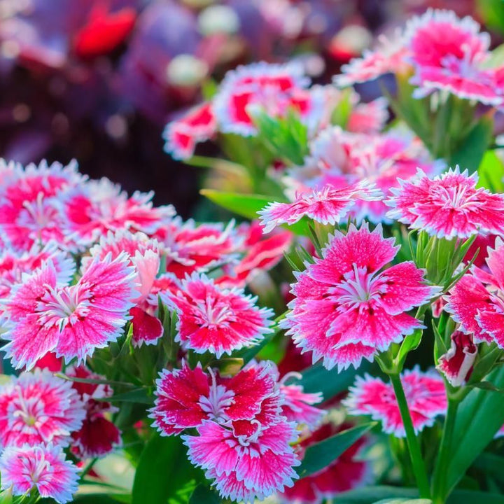 Heirloom Non-GMO Dianthus Flower Seeds for Charming Garden Borders and Fragrant Planting