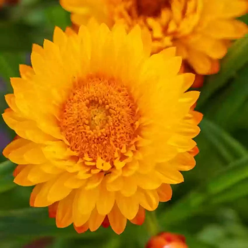 Yellow Orange Straw Flower Seeds for Planting, 100 pcs