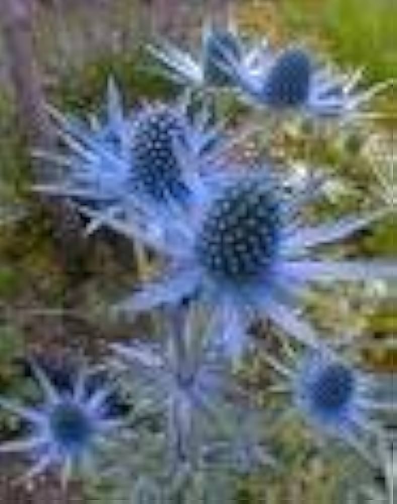 Blue Holly Eryngium blomsterfrø til plantning - 100 stk