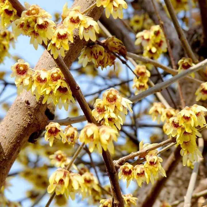 Røde Chimonanthus frø til plantning - 100 stk