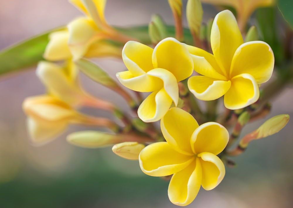 Gule Hvide Æg Blomsterfrø til Plantning 100 stk