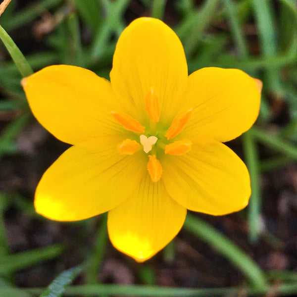 Gule Viola Blomsterfrø til udplantning - 100 stk