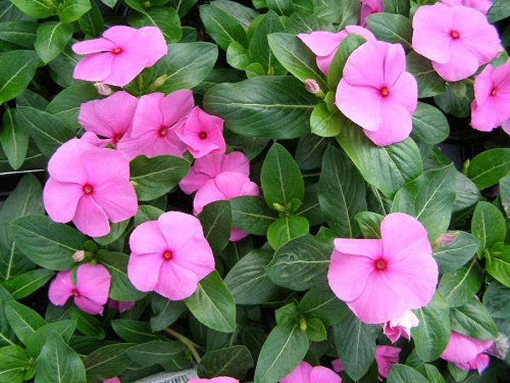 Periwinkle lyserøde blomsterfrø til plantning - 100 stk