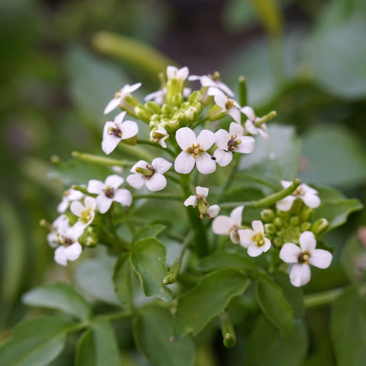 Nasturtium Officinale Plantefrø til udplantning - 100 stk