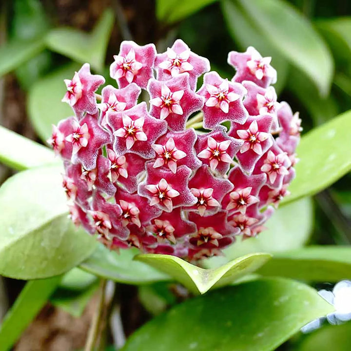 Violet Hoya Flower Seeds – Heirloom Non-GMO Tropical Seeds for Planting
