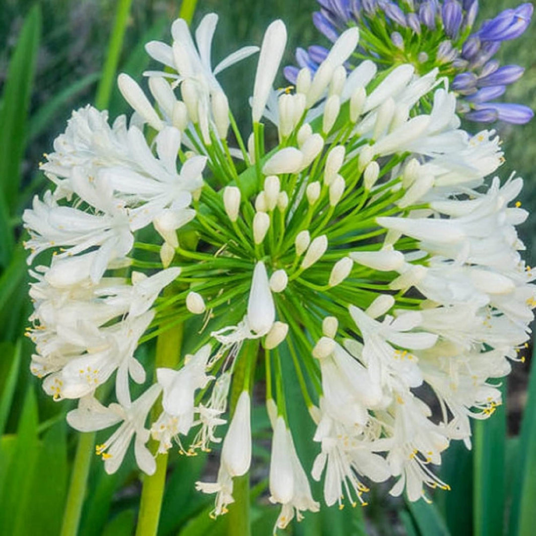 Agapanthus Africanus blomsterfrø til plantning, arvestykke, ikke-GMO, 100 stk.